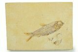 Detailed Fossil Fish (Knightia) - Wyoming #369390-1